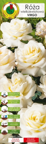Róża wielkokwiatowa Virgo.jpg