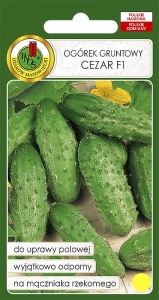 Nasiona PNOS - Ogórek gruntowy konserwowy Cezar 100g