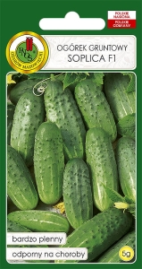 Nasiona PNOS -ogorek soplica.jpg