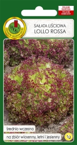 NASIONA PNOS - Salata lollo rossa