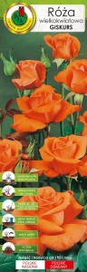 Róża wielkokwiatowa pomarańczowa Giskurs