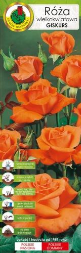 Róża wielkokwiatowa GISKURS.jpg