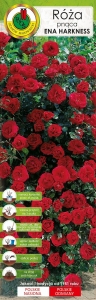 Róża pnąca czerwona Ena Harkness