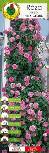 Róża pnąca PNOS różowa Pink Cloud