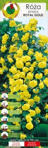 Róża pnąca żółta Royal Gold