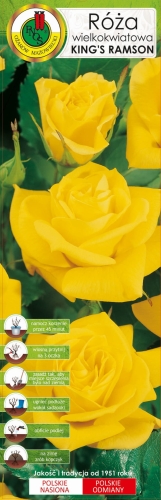 Róża wielkokwiatowa PNOS żółta King's Ramson