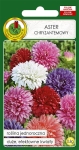 Aster CHRYZANTEMOWY mieszany 0,8g
