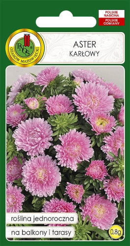 Nasiona PNOS - Nasiona Kwiatów - aster karlowy rozowy