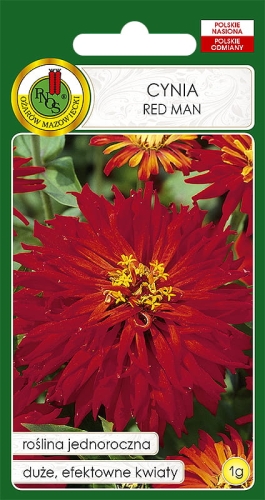 Nasiona PNOS - Nasiona kwiatów - cynia chryzantemowa red man.jpg