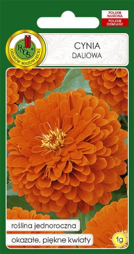 Nasiona PNOS - Nasiona kwiatów - Cynia daliowa pomaranczowa (eldorado).jpg