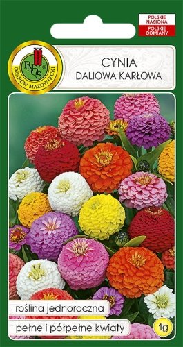 Nasiona PNOS - Nasiona kwiatów - cynia karlowa mix (cupido).jpg