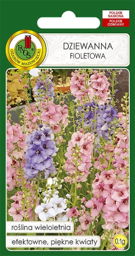 Nasiona PNOS - Nasiona kwiatów - Dziewanna fioletowa