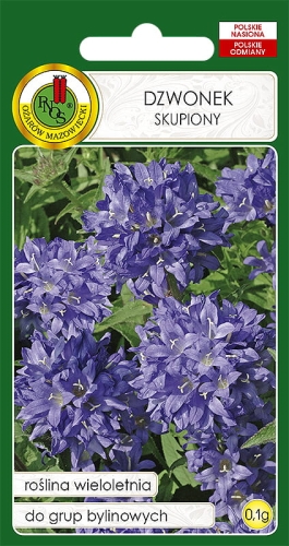 Nasiona PNOS - Nasiona kwiatów - Dzwonek Skupiony fioletowo-niebieski