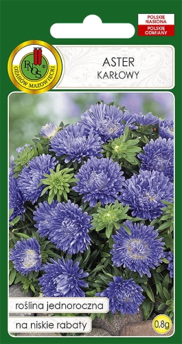 Nasiona PNOS - aster karlowy niebieski