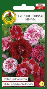 Nasiona PNOS-Nasiona kwiatów-Goździk Hedwiga Baby Doll mieszany