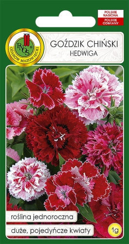 Nasiona PNOS-Nasiona kwiatów-Goździk Hedwiga Baby Doll mieszany
