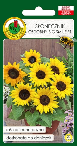 Nasiona PNOS - slonecznik ozdobny big smile.jpg