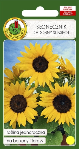 Nasiona kwiatów PNOS-Słonecznik ozdobny niski Sunspot