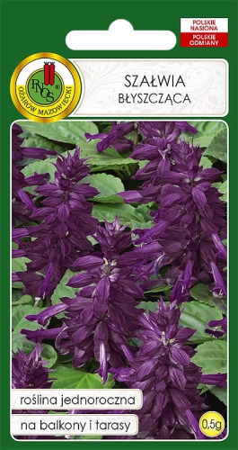 Nasiona PNOS - Szalwia fioletowa.jpg
