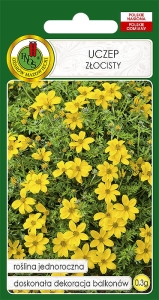 Nasiona PNOS - uczep zlocisty