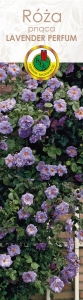 Róża pnąca lawendowo-niebieska Lavender Perfum
