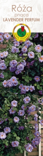 Untitled design-3.jpg