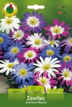 Zawilec (Anemone) Grecki Blanda 10szt.
