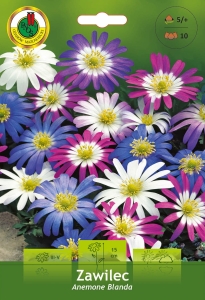 Zawilec (Anemone) Grecki Blanda 10szt.
