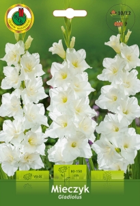 Mieczyk (Gladiolus) biały 7szt.