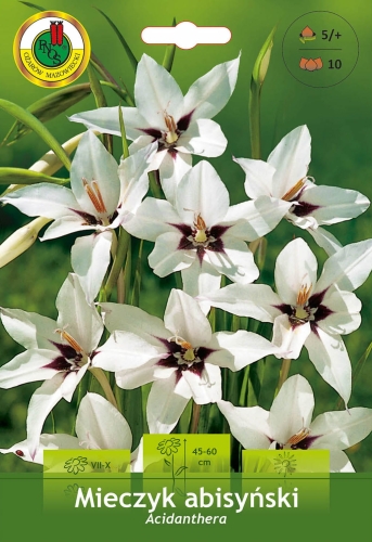 Mieczyk abisyński - acidanthera _15427.jpg