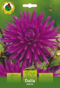 Dalia Kaktusowa fioletowa 1szt.