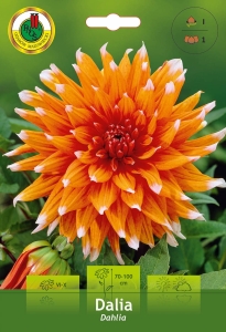 Dalia Kaktusowa pomarańczowa 1szt.