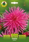 Dalia Kaktusowa różowa 1szt.