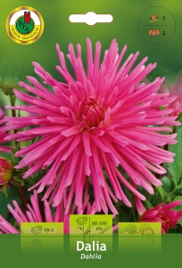 Dalia Kaktusowa różowa 1szt.