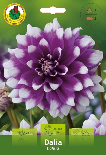 Cebulki kwiatowe PNOS-Dalia dekoracyjna fioletowo-biała