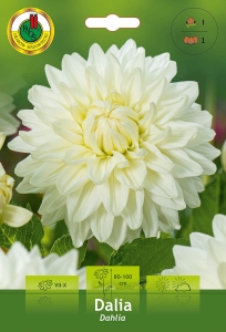 Dalia Dekoracyjna biała 1szt.