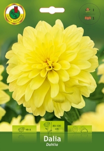 Dalia Dekoracyjna żółta 1szt.