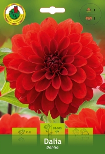 Dalia Dekoracyjna czerwona 1szt.