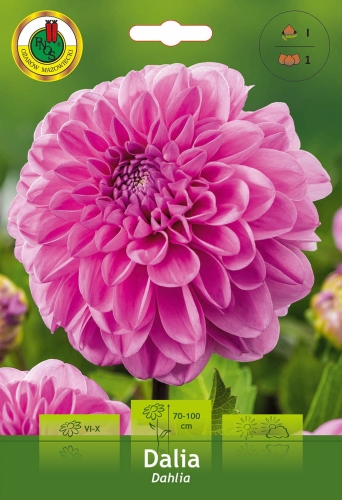 Sadzonki PNOS-Dalia dekoracyjna różowa