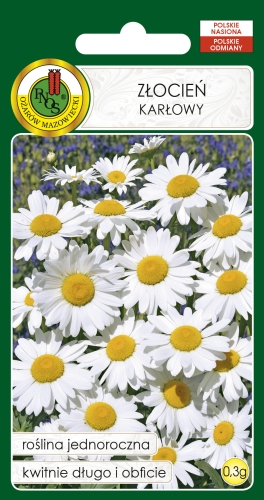 Nasiona PNOS - Nasiona Kwiatów - zlocien karlowy bialy
