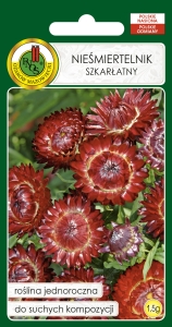 Nasiona PNOS - Nasiona Kwiatów - niesmiertelnik szkarlatny.jpg