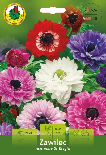Cebulki kwiatowe PNOS-Zawilec St. Brigid Mix - anemon pełny