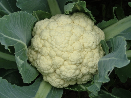 Nasiona PNOS - Kalafior Beta.jpg