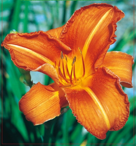 Liliowiec Orange cebulka kwiatowa
