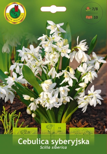 Cebulki jesienne PNOS - Cebulica syberyjska biała 10szt.