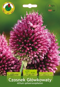 Czosnek ozdobny (Allium) Sphaerocephalon 10szt.