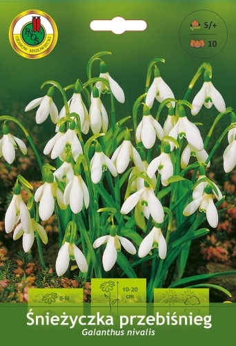 Śnieżyczka przebiśnieg (Galanthus nivalis) 10szt. - cebulki kwiatowe PNOS