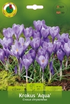 Krokus (Crocus) Wielkokwiatowy Aqua 10szt.
