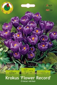 Krokus (Crocus) Flower Record 10szt.