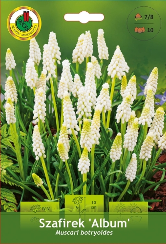 Cebulki kwiatowe PNOS - Szafirek drobnokwiatowy Album